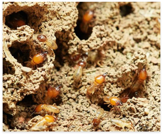 termite bait