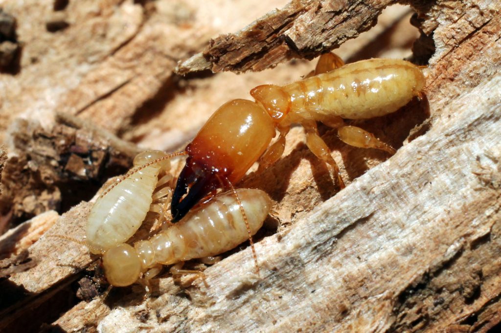 Subterranean and Drywood Termites