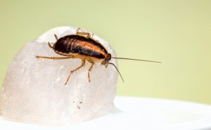Roach Control