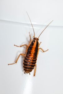 German Cockroach control