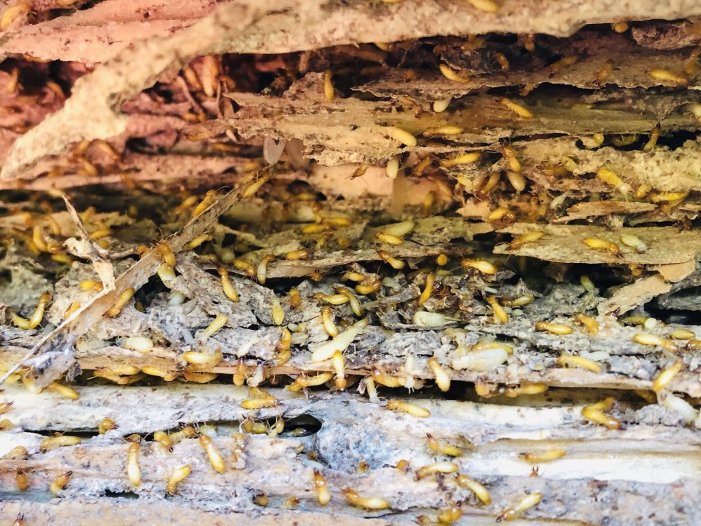 termites in Newcastle