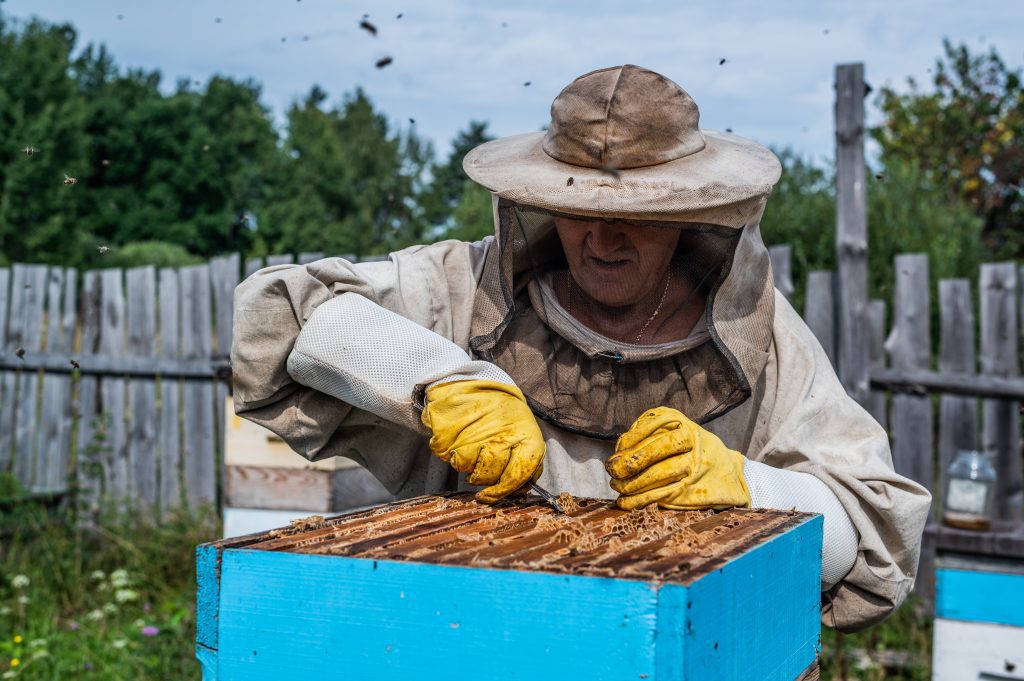 bee removal Newcastle
